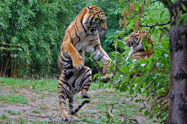 Yırtıcı Vahşi Kedi Çizgili Kaplan Hayvanı — Stok fotoğraf