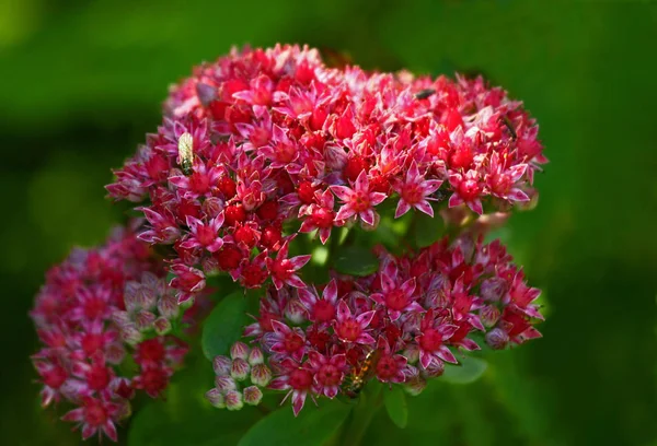 Piękne Botaniczne Ujęcie Naturalna Tapeta — Zdjęcie stockowe