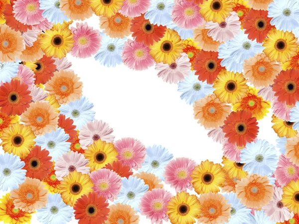 Gerbera Summer Flower Floral Petals — Stock Photo, Image