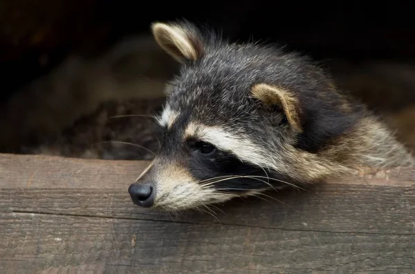 Mårddjur Fauna Däggdjur Procyonidfamilj — Stockfoto