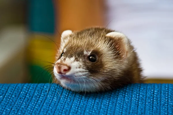 Entzückendes Frettchen Nagetier — Stockfoto