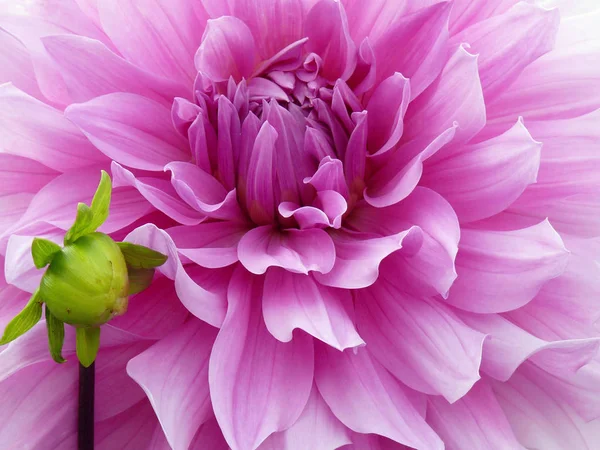 Nahaufnahme Der Schönen Blühenden Dahlie — Stockfoto