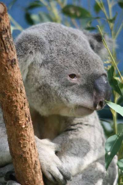 Koala Ayısı Vahşi Yaşam Ağacı Hayvanı — Stok fotoğraf