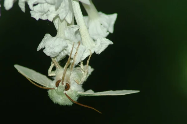 Közelkép Bug Vad Természet — Stock Fotó