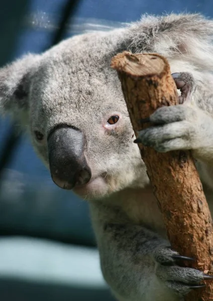 Koala Zoo — Zdjęcie stockowe