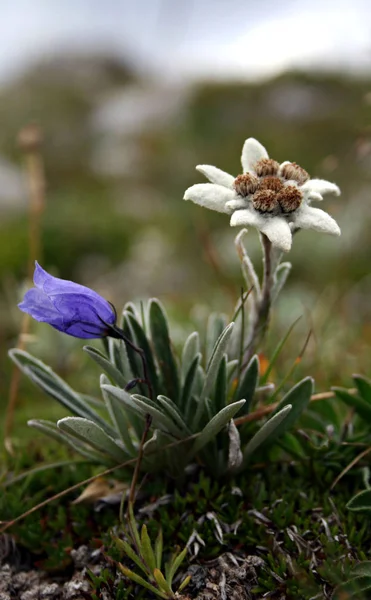 Fehér Edelweiss Vadvirágok Szirmok — Stock Fotó