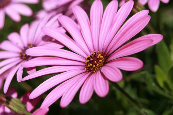 Margaretă Floare Completă — Fotografie, imagine de stoc