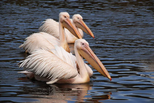 Pelikanvogel Mit Langem Schnabel — Stockfoto