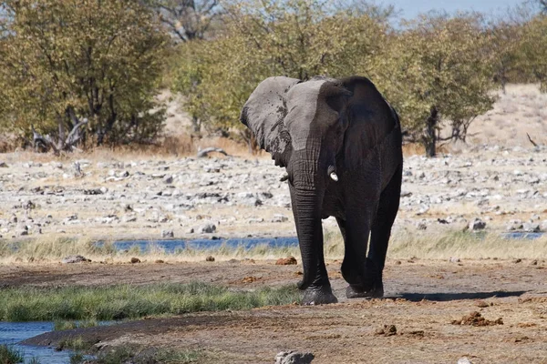 Animales Mamíferos Africanos Elefantes —  Fotos de Stock