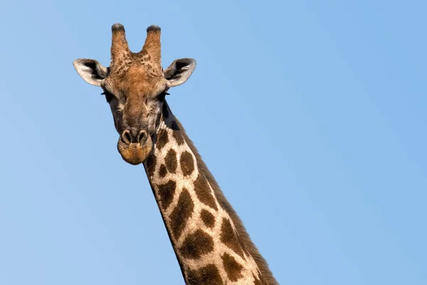 长颈鹿动物 非洲草食动物哺乳动物 — 图库照片