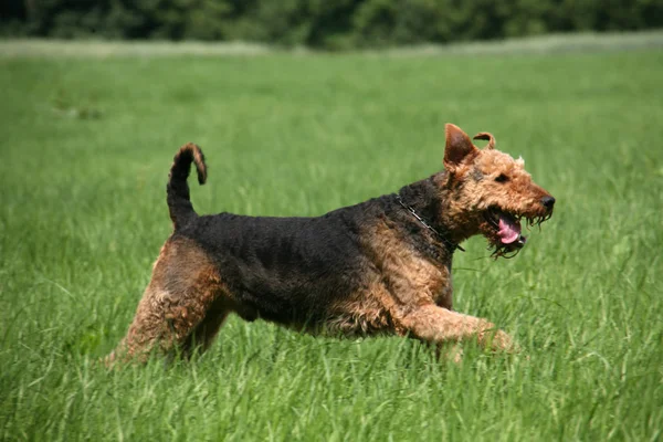 Airedale Terrier Brun Lockig Hund — Stockfoto