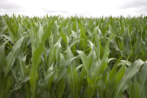 Blick Auf Maisfeld Landwirtschaftliches Konzept — Stockfoto