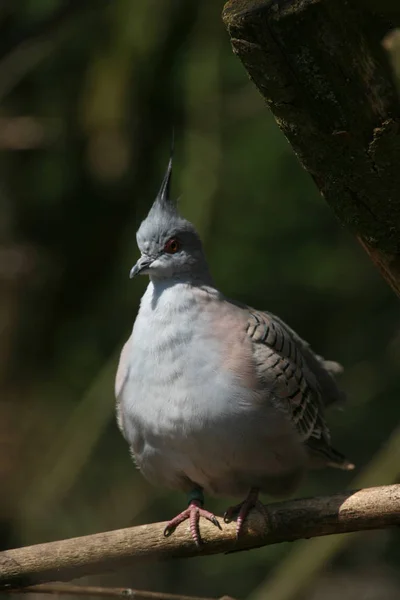 Malebný Pohled Holubí Ptáky — Stock fotografie
