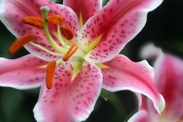 Close Uitzicht Mooie Lelie Bloem — Stockfoto