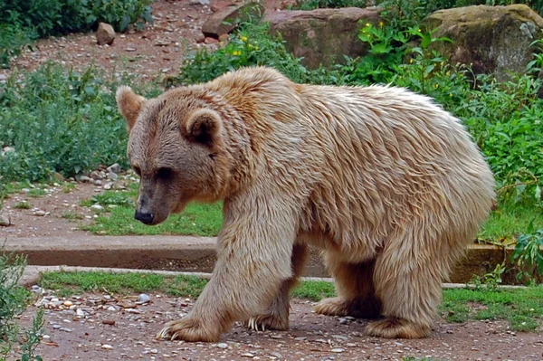 Коричневий Ведмідь Природному Середовищі Проживання — стокове фото