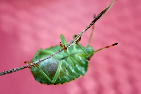 Larva Verde Stinkwanze — Fotografia de Stock