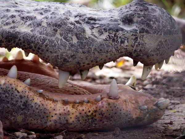 Alligatorkrokodildjur Amfibiskt Rovdjur — Stockfoto