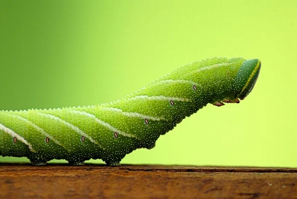 Tırtıl Böcek Küçük Solucan — Stok fotoğraf