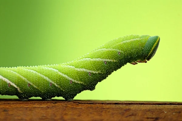 Raupeninsekt Kleiner Wurm — Stockfoto