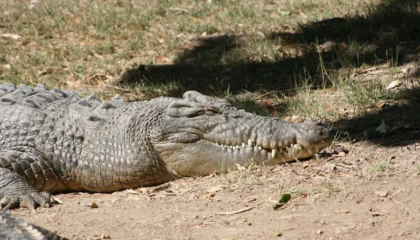 Krokodil Farliga Reptil Djur — Stockfoto