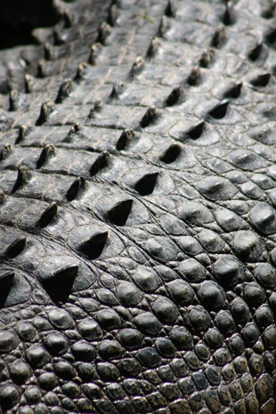 Crocodile Reptile Dangereux Animal — Photo
