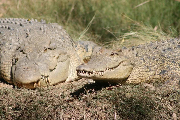 Animal Crocodile Prédateur Des Amphibiens — Photo