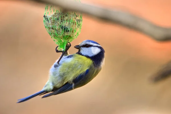 Scenic View Beautiful Blue Tit Nature — 스톡 사진