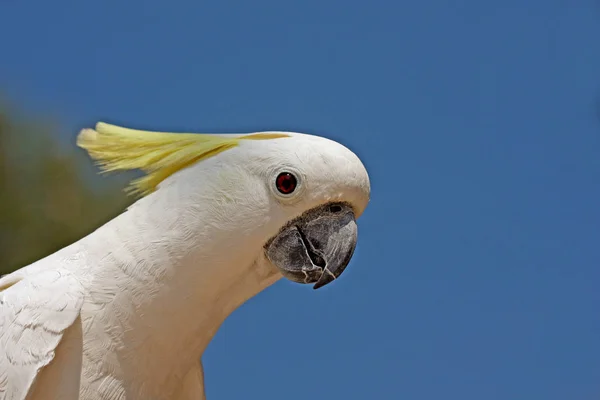 热带鹦鹉鸟 植物及动物 — 图库照片
