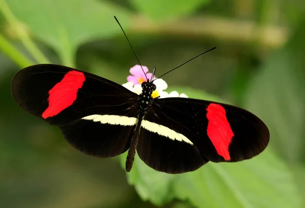 Close Borboleta Habitat Conceito Selvageria — Fotografia de Stock