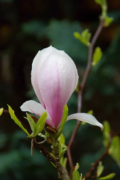 Pétales Fleur Magnolia Flore Printanière — Photo