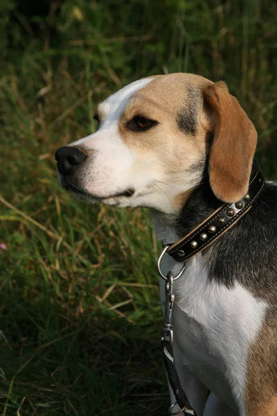 Retrato Lindo Adorable Perro Beagle —  Fotos de Stock