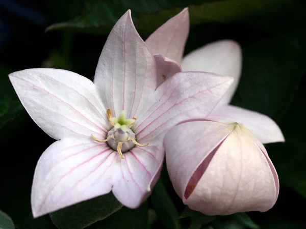 Krásný Botanický Záběr Přírodní Tapety — Stock fotografie