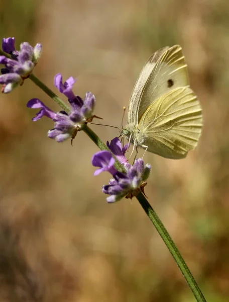 昆虫の白い蝶は — ストック写真