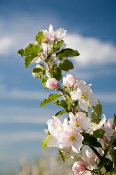 Vår Blomma Blommor Träd — Stockfoto