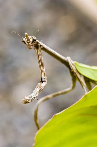 小虫子 为螳螂祈祷 — 图库照片