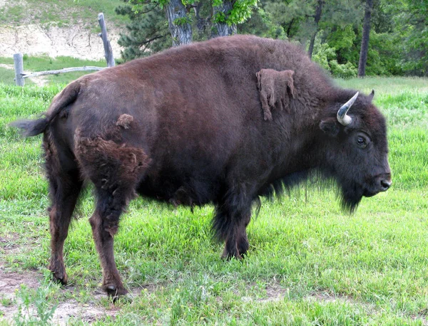 Bison Dans Prairie Thailand — Photo