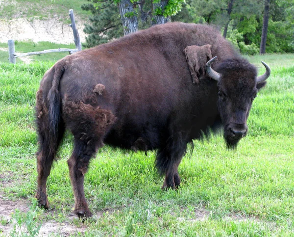 Eine Kuh Frisst Morgens Einen Büffel Auf Der Weide — Stockfoto