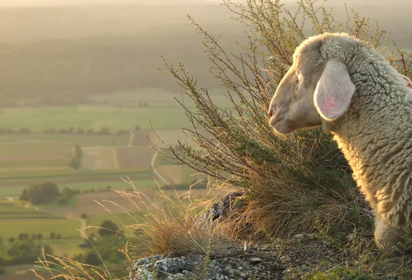 Naturskön Utsikt Över Landsbygden Selektivt Fokus — Stockfoto