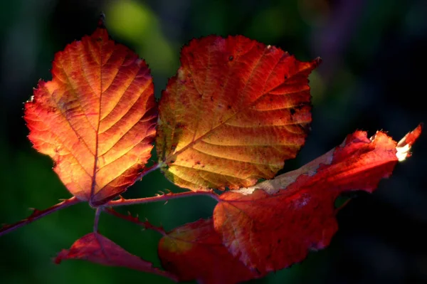 Prachtig Kleurrijk Herfstblad — Stockfoto