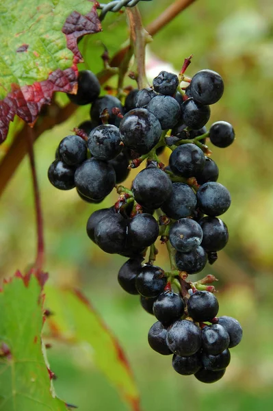 Uvas Que Crescem Ramos Árvore — Fotografia de Stock