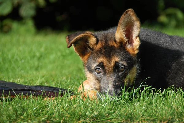 Animali Giovani Attenzione Selettiva — Foto Stock