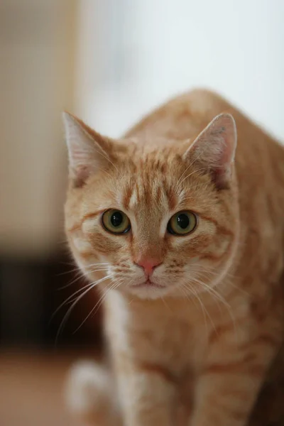 Retrato Gato Bonito — Fotografia de Stock