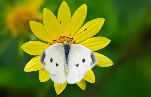 Pillangó Közelsége Élőhelyen Vadon Élő Állatok Koncepciója — Stock Fotó