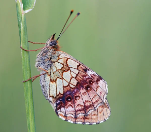 Gros Plan Bug Nature Sauvage — Photo