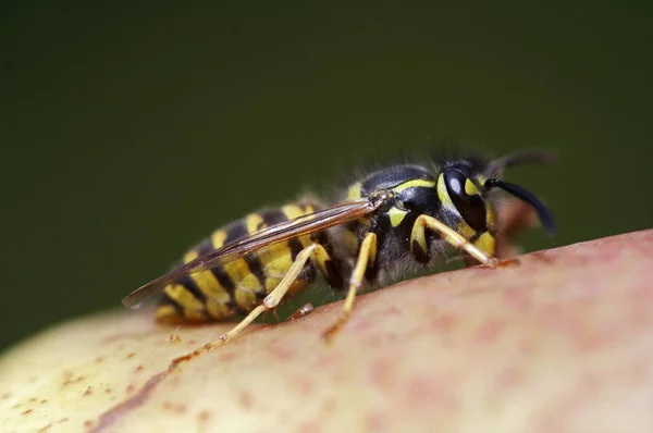 Close Zicht Wespeninsecten Macro Shot — Stockfoto