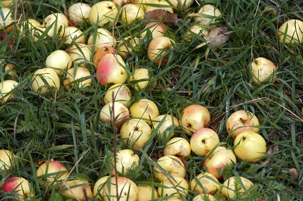 Herbstäpfel Gras — Stockfoto