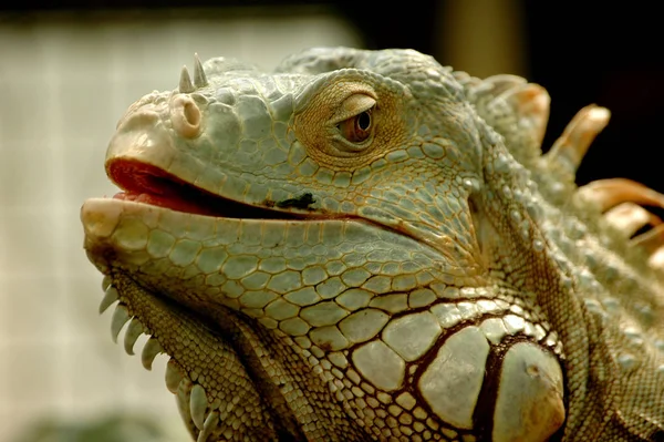 Animale Sălbatice Exotice Șopârlă Reptilă — Fotografie, imagine de stoc