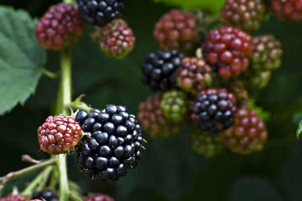 Berries Close Shot Conceito Alimentar Saudável — Fotografia de Stock