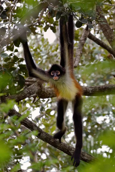 Monkey Primate Animal Wildlife — Stock Photo, Image