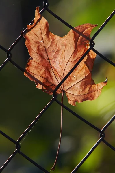 Hoja Otoño Temporada Otoño —  Fotos de Stock